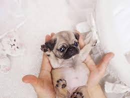 Find pug puppies for sale with pictures from reputable pug breeders. Teacup Pug Puppies For Sale