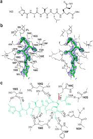 A downstairs room resounds with nancy's cacophonous parrot flock. Structure Of Main Protease From Human Coronavirus Nl63 Insights For Wide Spectrum Anti Coronavirus Drug Design Scientific Reports
