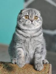 Lynzkatz Cattery American Shorthairs Purebred American Shorthair Cats Gc Gp Goddess Mio Mio Of Lynzkatz Scotish Fold động Vật Meo Dễ Thương
