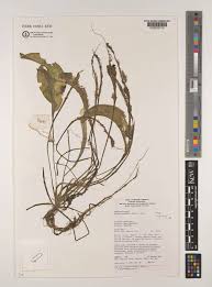 Image result for Ottelia ulvifolia