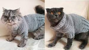 kedi ve kopeklerimize bogazli ve patili kiyafet orelim youtube kedi evcil hayvan kiyafetleri kopek