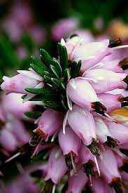 Erica Cinerea Pink Ice Beautiful Flowers Pretty Flowers Amazing Flowers