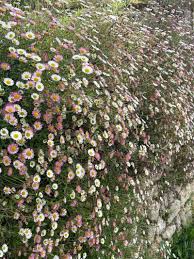 Image result for Erigeron karvinskianus