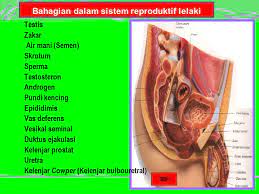 Sistem reproduktif lelaki lelaki mempunyai testis yang menghasilkan sperma. Sistem Reproduktif Lelaki Ppt Download