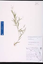 Image result for Panicum gracilicaule
