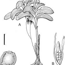 Image result for Zygotritonia atropurpurea