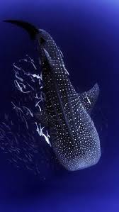 Whale Shark National Geographic In 2020 Whale Whale Shark Shark Pictures