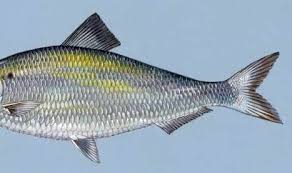 Taking More Showers Is Not Going To Keep Your Urine From Having A Fishy Odor While Fishy Smelling Urine Prevails In Both Men And Urinal Urine Smells Smelling