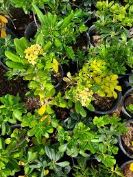 Image result for Pittosporum tobira