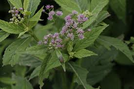 Image result for Ethulia