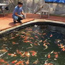 If they are kept in optimal water conditions and fed appropriately, they can live for almost 3 years. Help Is My Koi Sick Diagnose Symptoms Koi Fish Diseases With Free Health Checklist