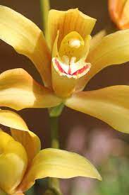 Fiore simile all'orchidea il prezzo si riferisce alla singola piantina. Orchidea Cymbidium Viridea Orchidea Grandi Fiori Fiori