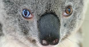 Blauw oog van de baas ziet scherp waar eten we?. Koala Bowie Heeft Net Zulke Bijzondere Ogen Als David Nieuws Ad Nl