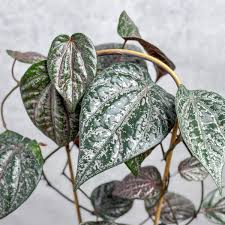 Image result for Piper capense