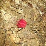 Image result for Thonningia