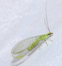 From swooping dragonflies to fluttering moths, many insects are swift and nimble fliers. Ask The Naturalist How To Identify Lacewing Eggs Bay Nature