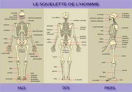 Dec 26, 2019 · ce sont les informations sur exemple oral module 5 aide soignante que l'administrateur peut collecter. Module 2 Le Squelette Devenir Aide Soignante