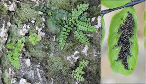 Image result for Anogramma leptophylla