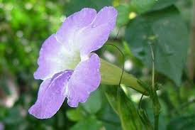 Image result for Asystasia sp. (Biegel 5184)