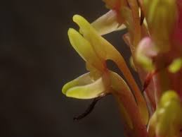 Image result for Disa fragrans