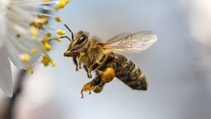 Dzień pszczoły w ogrodzie botanicznym. Dzien Pszczoly