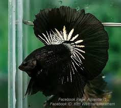 Pin By Jessica Knox On Siamese Fighting Fish Betta Fish Tank