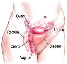 Regular pap tests for abnormal cells/hpv. Cervical Dysplasia Kimmel Cancer Center
