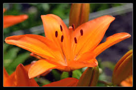 Summer In The Garden Lilie Lilium Lilien
