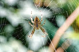 This is derived from the custom of breaking a glass mirror. Spider Symbolism Spider Meaning Spider Spiritual Meaning All Details You Need To Know