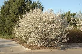 Image result for Amelanchier alnifolia