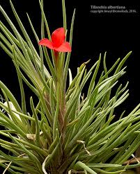 Image result for Albertisia exelliana