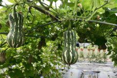 A concrete block wall in your home or basement may not coordinate with the design style you are attempting to achieve. How To Grow Zucchini Vertically Up Up And Away