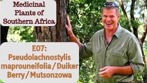 Image result for Pseudolachnostylis maprouneifolia