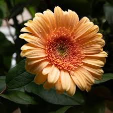 Image result for Gerbera jamesonii