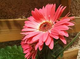 Image result for Gerbera viridifolia