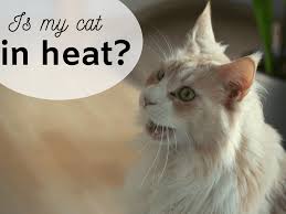 Throughout the years when cats have been closely associated with humans, selective breeding has accentuated certain color patterns and physical features. How To Tell If Your Cat Is In Heat And Tips To Calm Her Pethelpful By Fellow Animal Lovers And Experts
