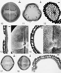 Image result for Crotonogynopsis australis