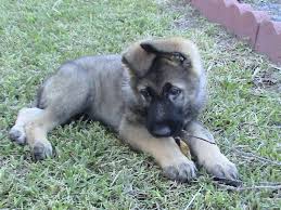 Silver sable german shepherd is just like a german shepherd dog. Show Me Your Sable Gsd German Shepherds Forum