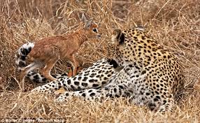 Leopard Plays With Baby Antelope In The South African Bush But There Is No Happy Ending Daily Mail Online