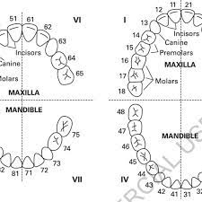 Tooth Numbering In The Primary Dentition Lhs And Permanent Dentition Download Scientific Diagram
