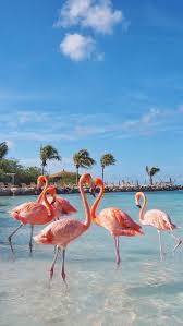 Https Encrypted Tbn0 Gstatic Com Images Q Tbn And9gcszwlilhwg4ojjoixzorxc58m0dne3sgaovlg Usqp Cau