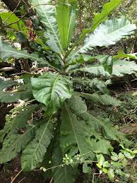 Image result for Anthocleista