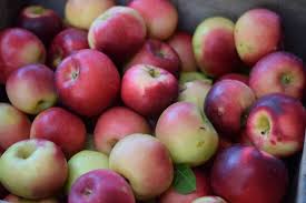 Maybe you would like to learn more about one of these? Apple Pricing Cider Hill Family Orchard