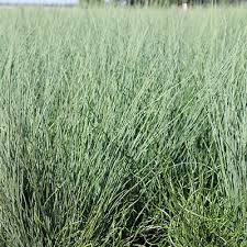 Image result for Juncus