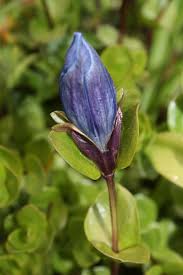 Image result for Gentianaceae
