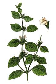 Image result for Melissa officinalis