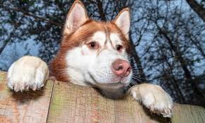 A neighboring dog may also be the source of your pet's frustration. 7 Ways To Keep Your Dog From Escaping The Yard The Dogington Post