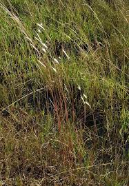 Image result for Andropogon eucomus