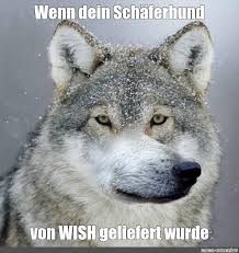 The best memes from instagram, facebook, vine, and twitter about wish meme. Meme Wenn Dein Schaferhund Von Wish Geliefert Wurde All Templates Meme Arsenal Com