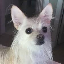 Check spelling or type a new query. Pomapoochi Breed Information Characteristics Heath Problems Dogzone Com
